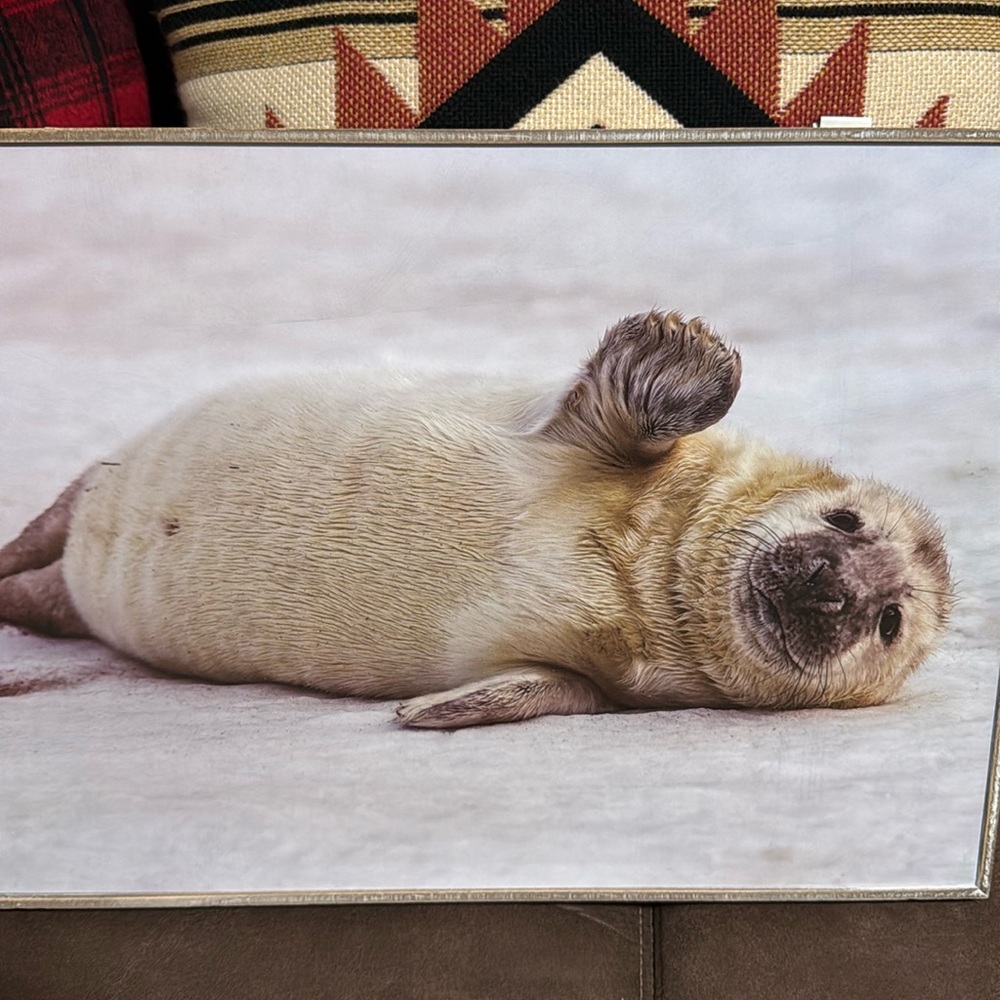 Seal Picture